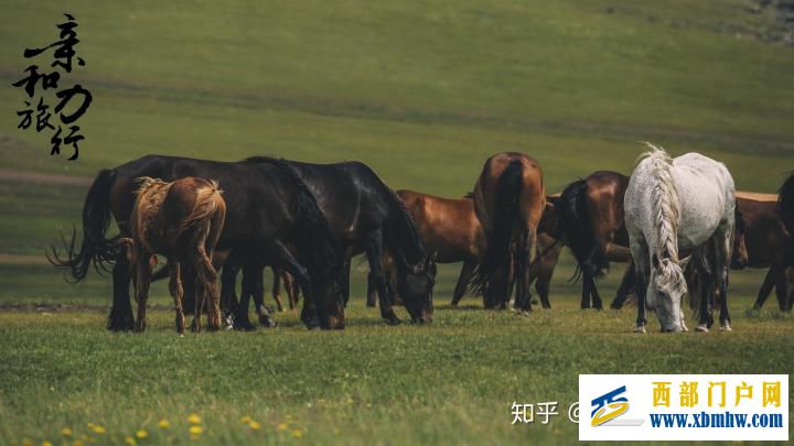 呼伦贝尔6日游详细攻略-呼伦贝尔旅游十大旅游景点推荐(图13) 呼伦贝尔6日游详细攻略-呼伦贝尔旅游十大旅游景点推荐(图13)