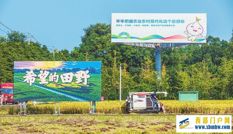 秋粮开镰好“丰”景 颗粒归仓抢农时(图3) 秋粮开镰好“丰”景 颗粒归仓抢农时「相关图片」