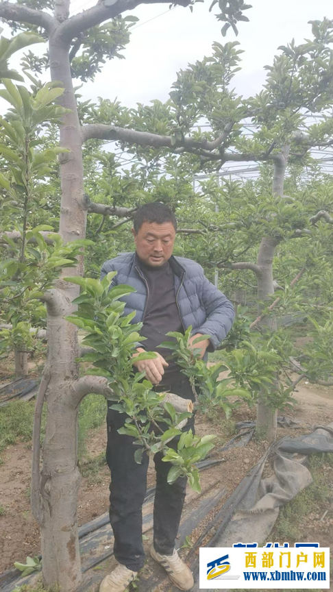 甘肃天水：昔日荒坡种“金果”(图2)