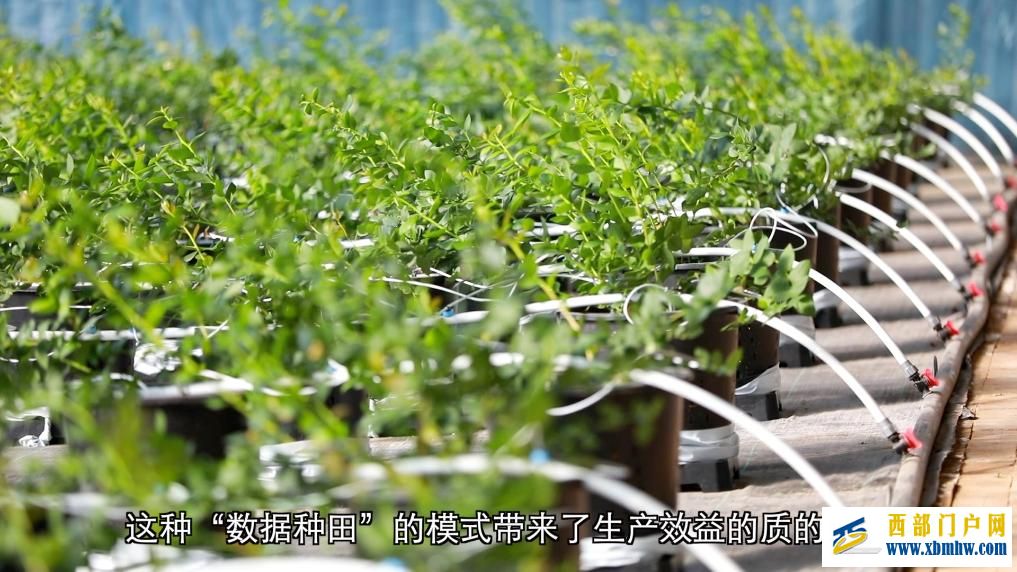 甘肃定西：科技赋能 全年鲜蔬“不断档”(图3)