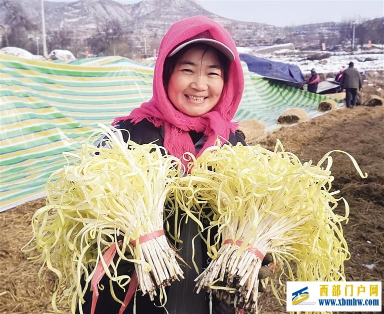 兰州西固区张家大坪种植户收获金色希望(图1) 兰州西固区张家大坪种植户收获金色希望(图1)