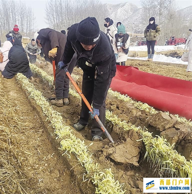 兰州西固区张家大坪种植户收获金色希望(图2) 兰州西固区张家大坪种植户收获金色希望(图2)