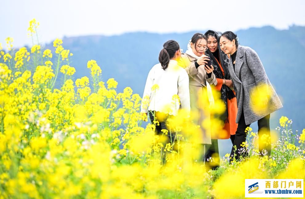重庆丰都：油菜花开长江岸(图3)