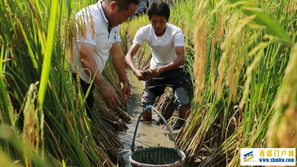 22℃深山侗寨借清凉资源铺就共富路(图5)